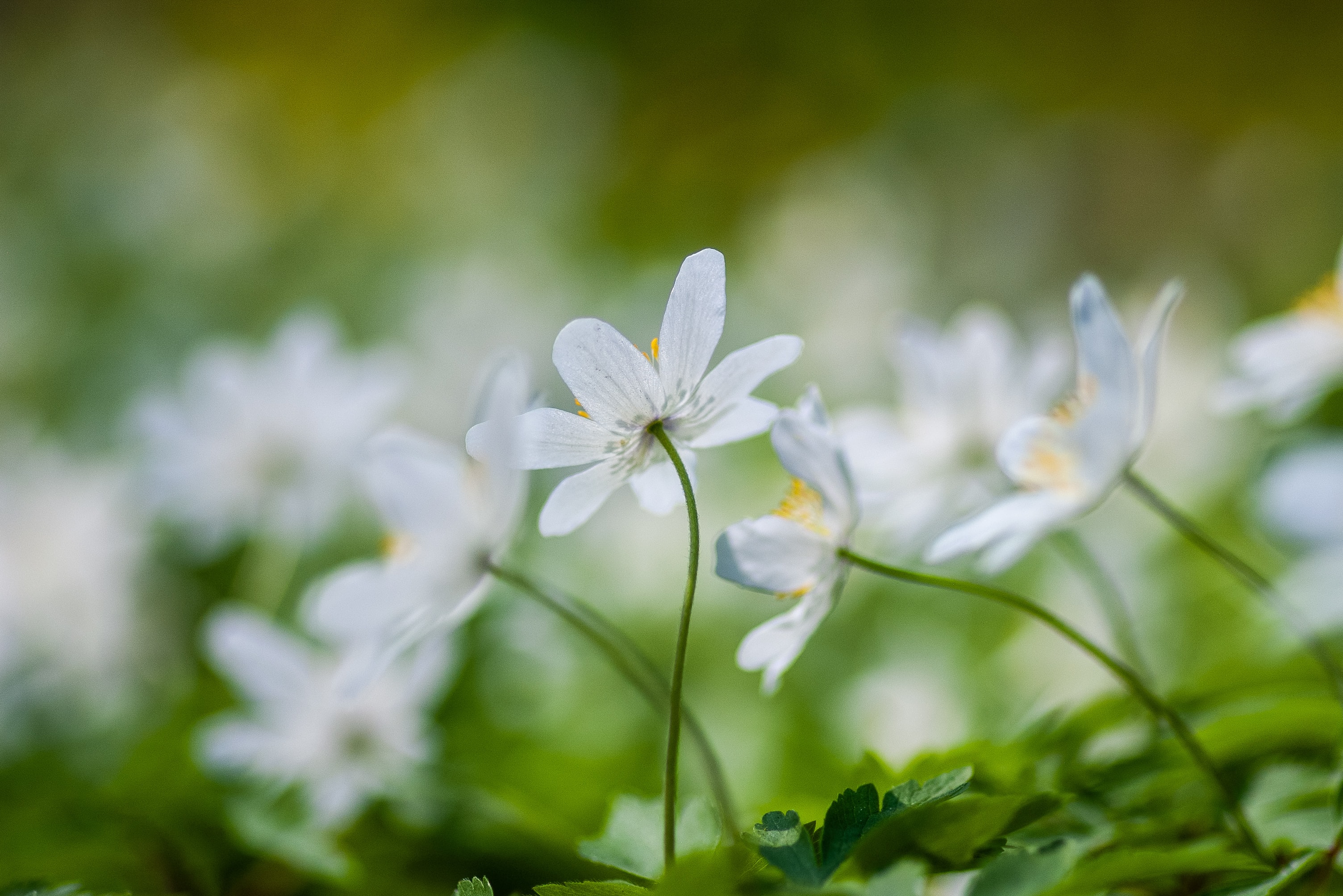 yoksel-zok-ilyamzfahke-unsplash